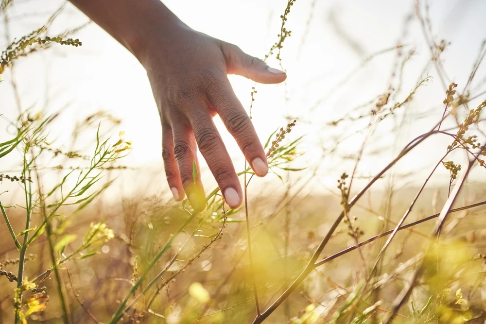 Close-up van hand in een zonnig weiland die de planten aanraakt.
