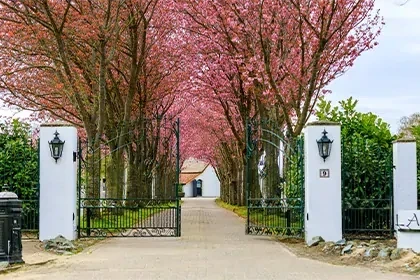 meerlo-oprit Oprit naar afkickkliniek Connection SGGZ in Meerlo, met een groen hekwerk en bomen met roze bloesem.