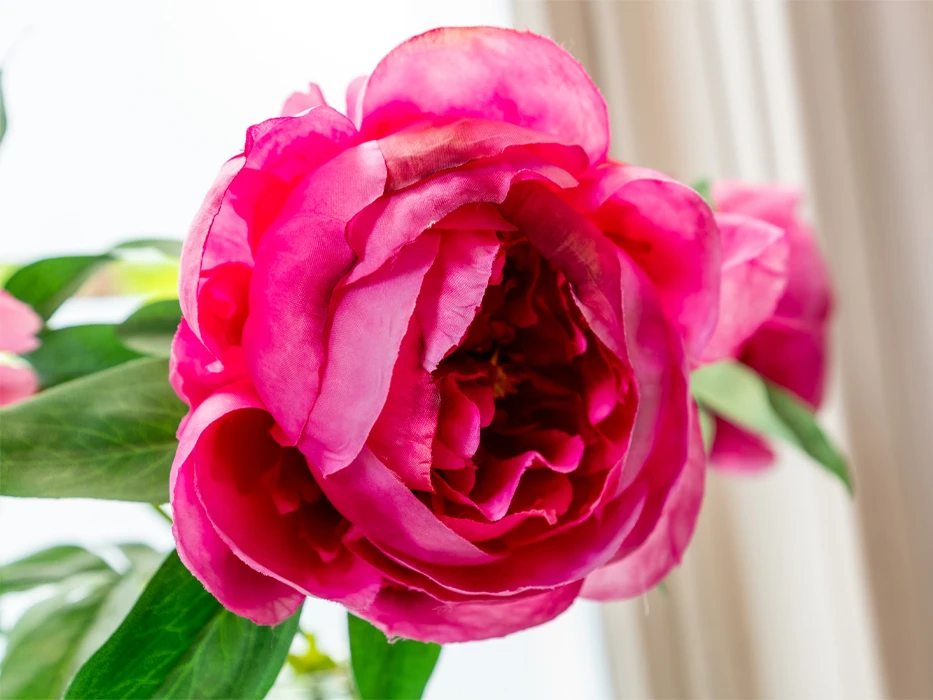 Close-up van een roze roos in een van de therapieruimtes voor individueel ambulante zorg. 