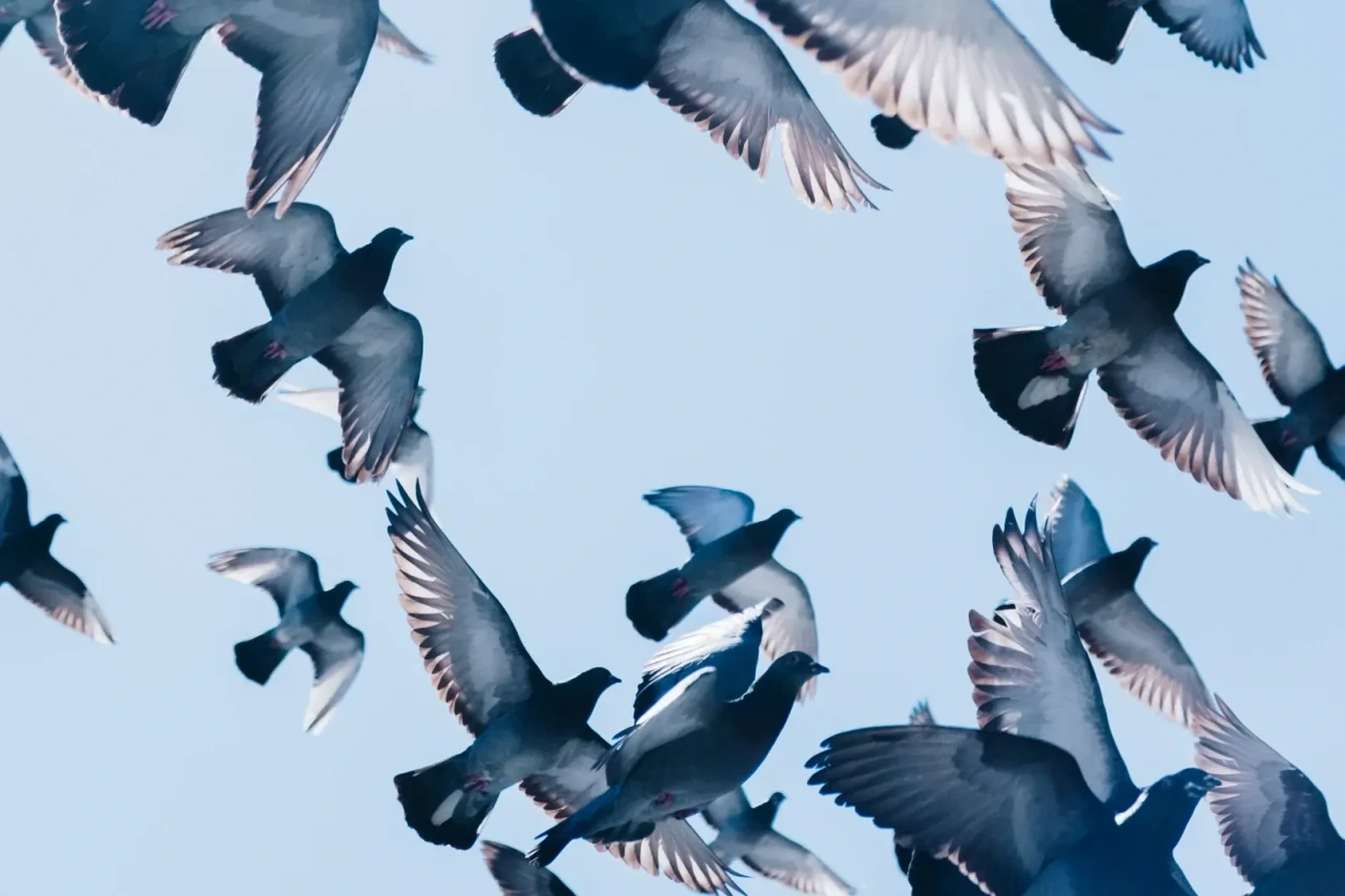 duiven-in-de-lucht Onderaanzicht van vliegende duiven tegen een blauwe lucht.