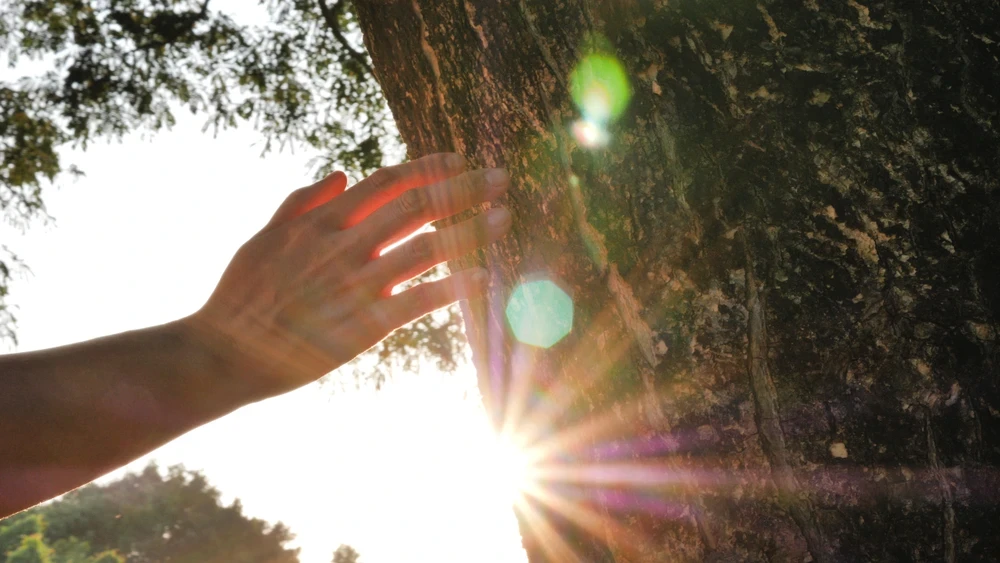 Close-up van hand op de een boom, waarbij de zon tegenlicht geeft.