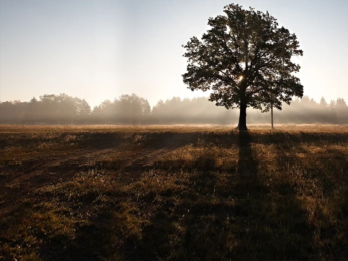 Boom in weiland met de zon achter de boom.