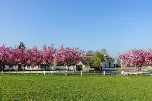 meerlo-buitenaanzicht Buitenaanzicht van afkickkliniek Connection SGGZ in Meerlo, met weide en bomen met roze bloesem.