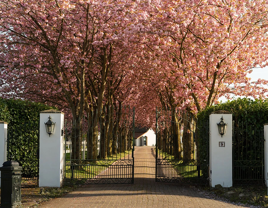 Toegangspad met bloesembomen bij afkickkliniek Meerlo.
