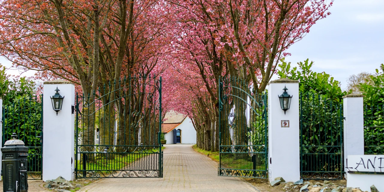 Oprijlaan van afkickkliniek Meerlo in Limburg met bloesembomen.