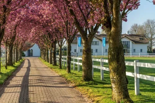 meerlo-oprijlaan Oprijlaan naar wit gebouw met bomen in bloei en witte hekken om een groen grasveld.
