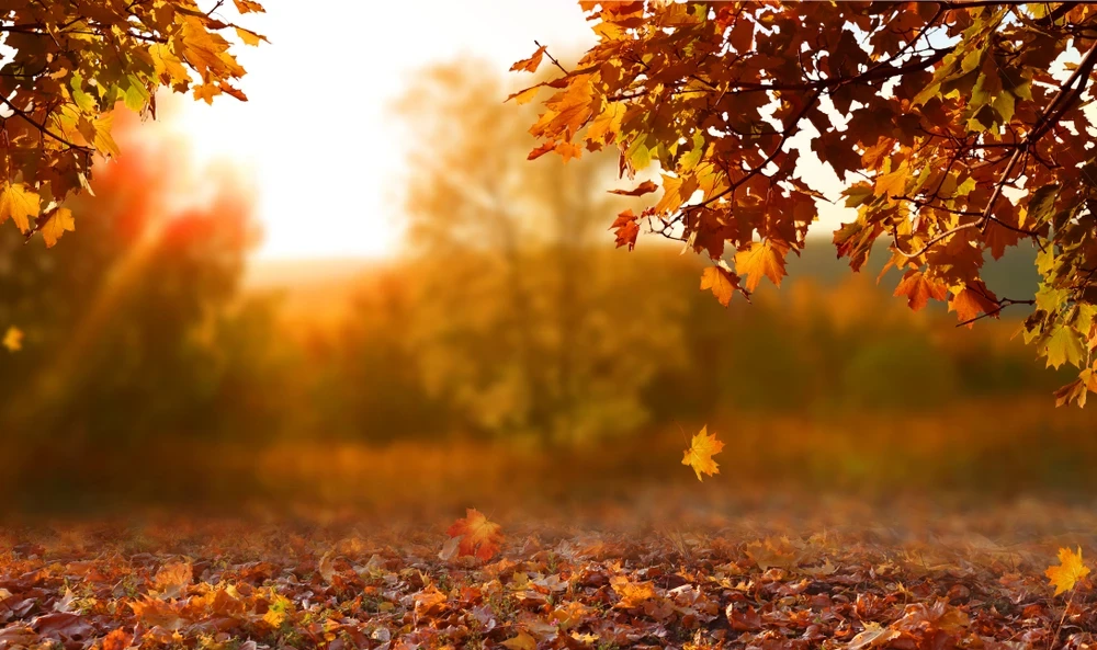 Foto van herfstig bos met rode, gele en oranje bladeren op de grond en aan de bomen, met het zonnetje op de achtergrond.