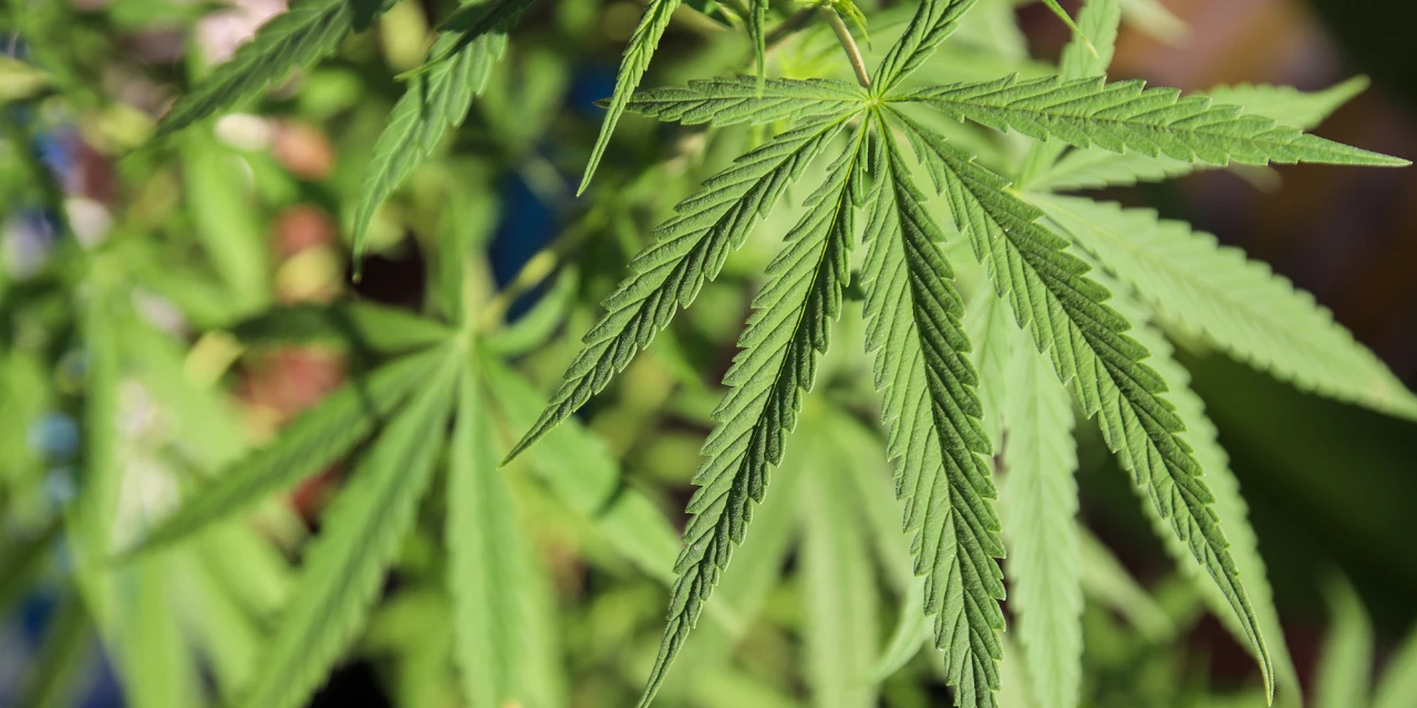 Cannabis bladeren als mogelijke trigger voor een bad trip bij gebruik.