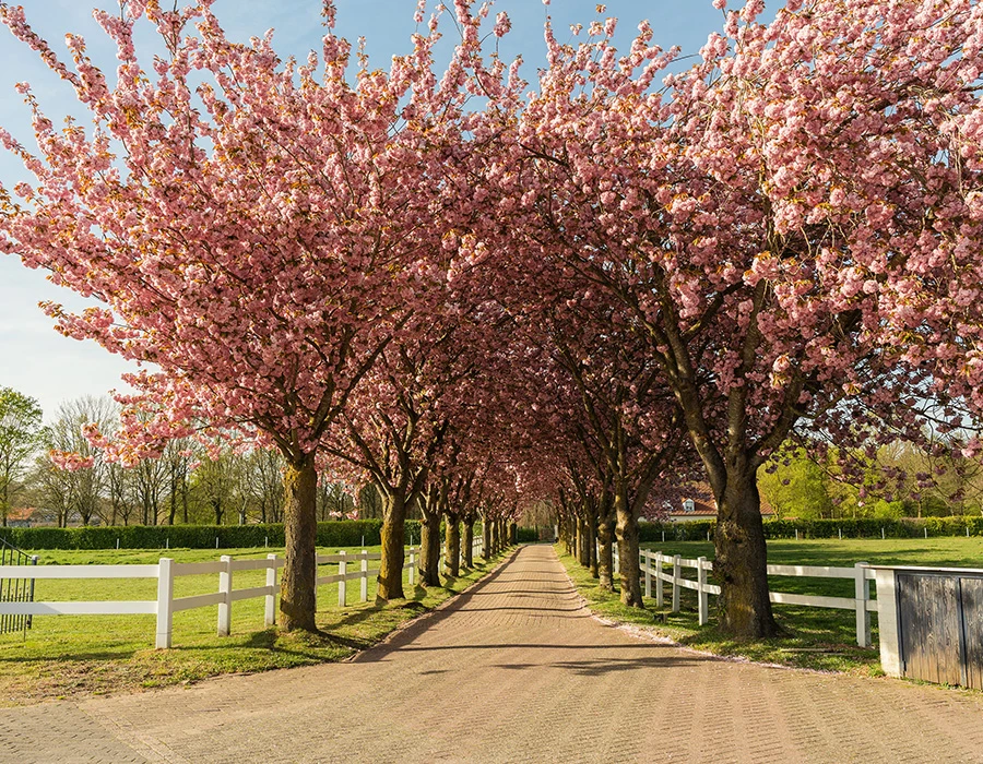 Laan met bloesembomen naar afkickkliniek Meerlo op zonnige lentedag.